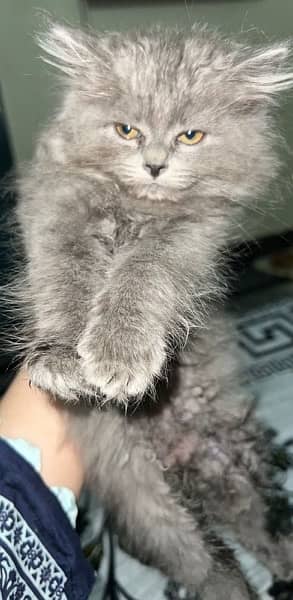 persian grey cat 1