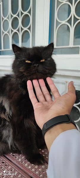 Persian Male Tripled Coated Very Playful 0