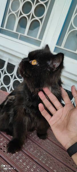 Persian Male Tripled Coated Very Playful 2