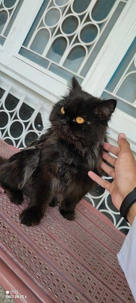 Persian Male Tripled Coated Very Playful 3