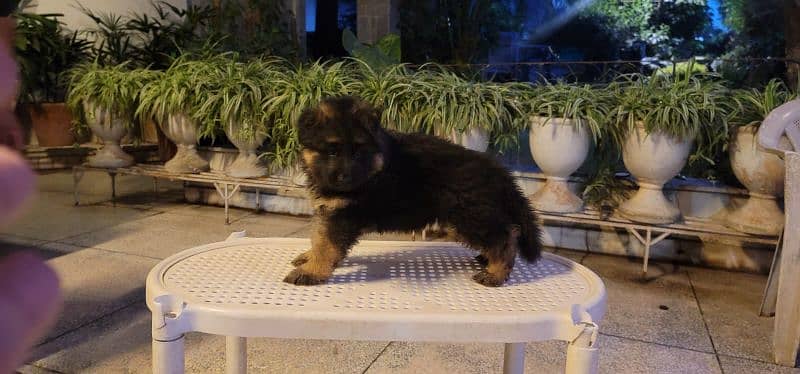 German shepherd female puppy for sale 2