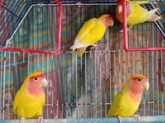 Parrots for Sell