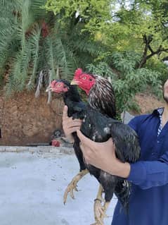 amroha Heera lassni old blood line eggs or chick's available 0
