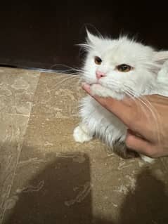 persian Female breader cat 0
