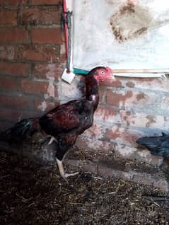 Aseel male and female for sale 0