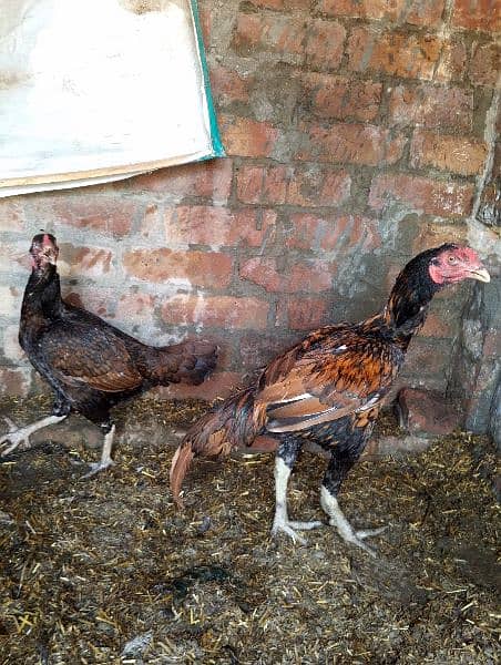 Aseel male and female for sale 1