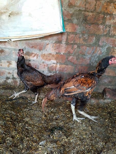 Aseel male and female for sale 2