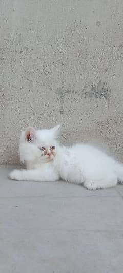 persian punch face male female kittens