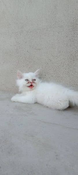 Persian male,female kittens 0
