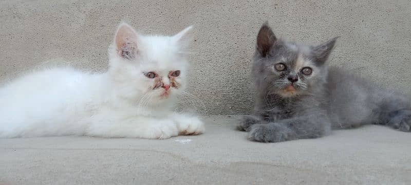 Persian male,female kittens 4
