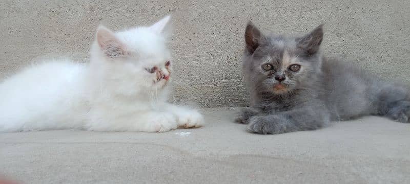 Persian male,female kittens 5