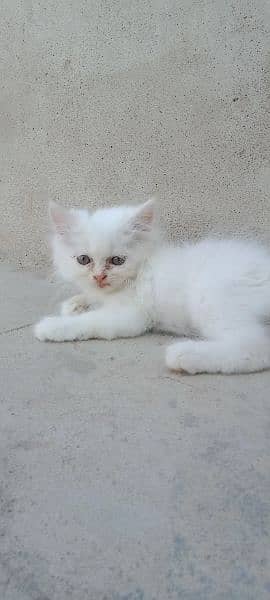Persian male,female kittens 6