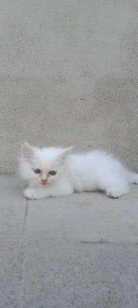 Persian male,female kittens 7