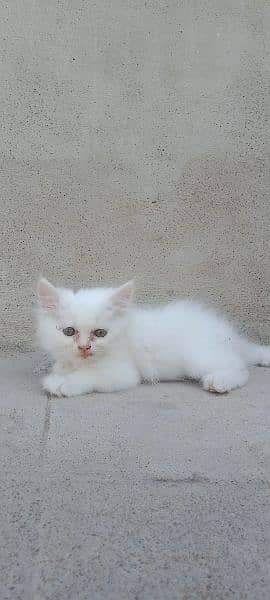 Persian male,female kittens 8