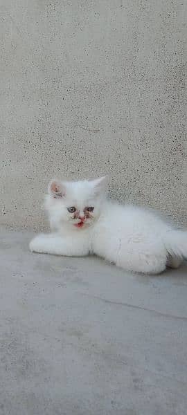 Persian male,female kittens 9