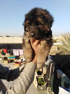 German shepered female pup for sale
