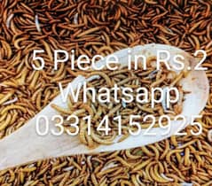 Live Mealworms. 5 piece Rs. 2,Pupa Rs. 5,Bettle Rs. 7,Faras Rs. 500 KG