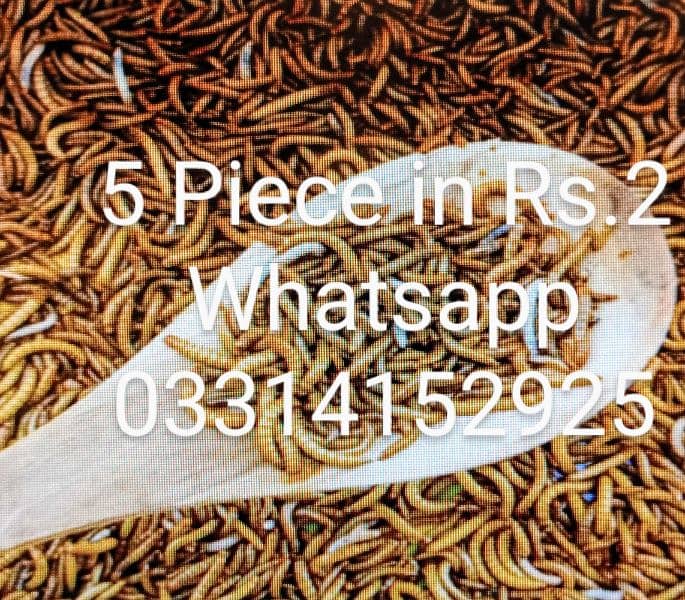 Live Mealworms. 5 piece Rs. 3,Pupa Rs. 5,Bettle Rs. 7,Faras Rs. 500 KG 0