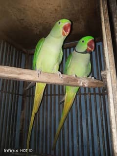 parrot pair 0