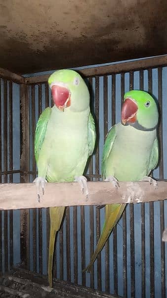 parrot pair 1