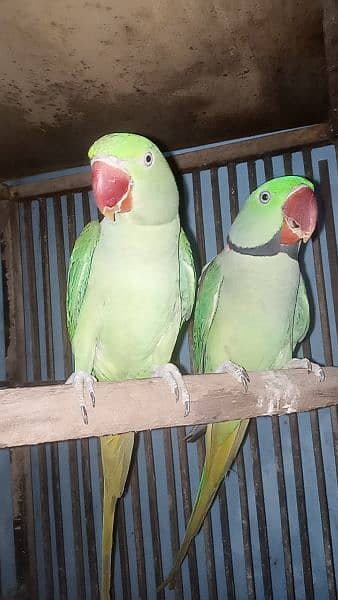 parrot pair 2