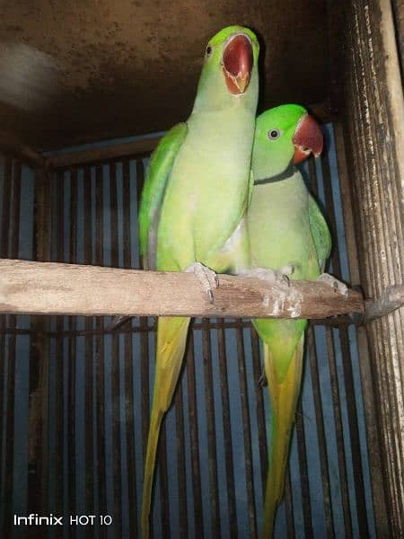 parrot pair 3