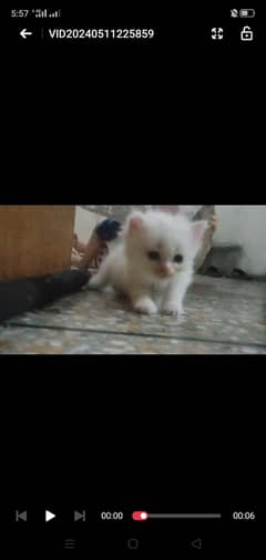 White persian /kitten/ white cat //kitten //white //