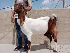 Goats|Bakrian|Bakra|Animals