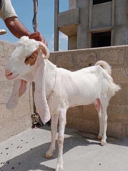 Goats|Bakrian|Bakra|Animals Cheap 8