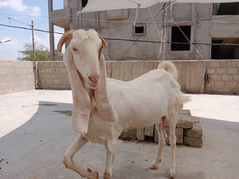 Goats|Bakrian|Bakra|Animals Cheap 9