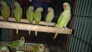 Self Raw Parrot Chicks Available Contact 03362838259 0