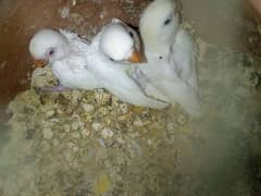 Albino red eye pair with chicks 0