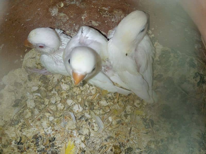 Albino red eye pair with chicks 1