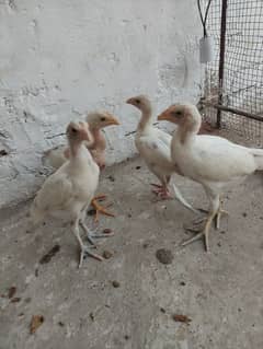 4x Hera Aseel chicks available for sale /--
