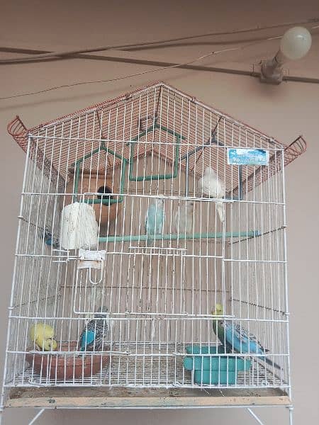 birds cage 4