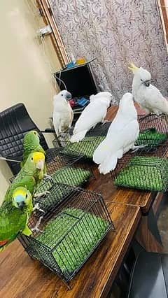 macaw parrot chicks 03377541401 cockatoo parrot grey parrot