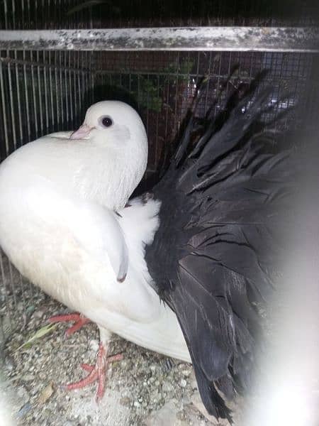 American Black Fantail Laka male MASHALLAH Healthy and active for sale 18