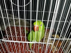 ringneck parrot. price can be negotiable. location Lahore h .
