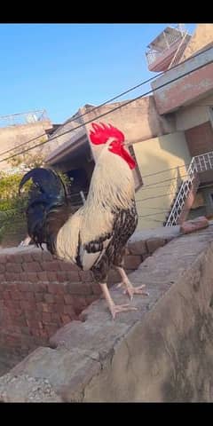 A beautiful desi cock