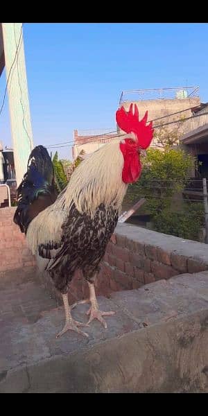 A beautiful desi cock 1