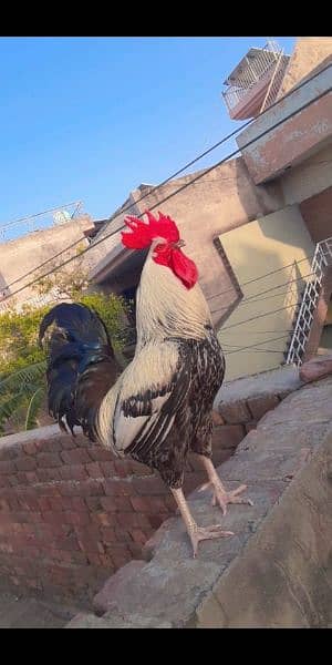 A beautiful desi cock 2