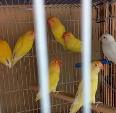 love birds || Cremino || Albino  || DNA Birds || Birds for sale