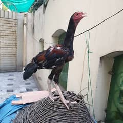amroha aseel patha home breed very helthy. 0