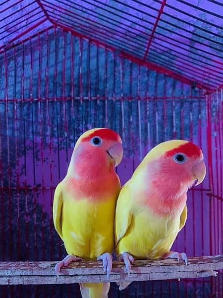 Love birds Jambo Breeder pair For sale 0