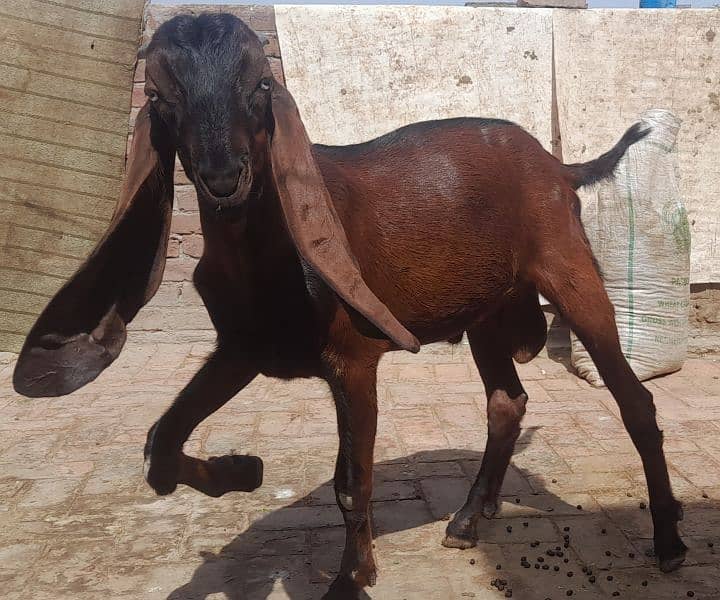 goat bakra for sale 0