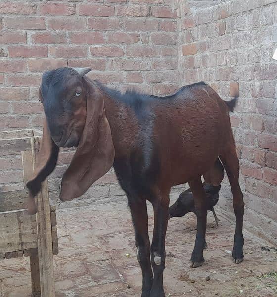 goat bakra for sale 4