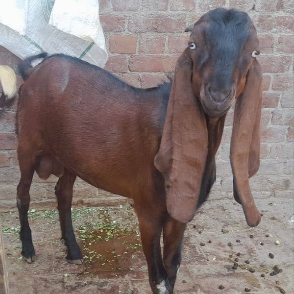 goat bakra for sale 5