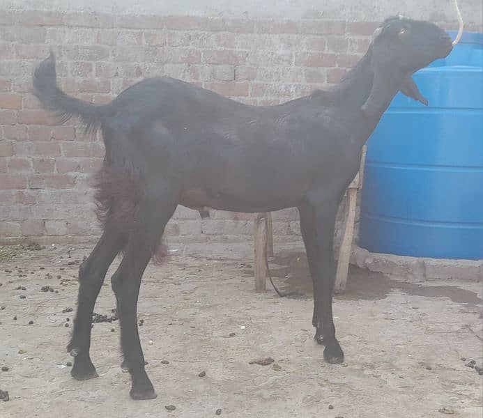 goat bakra for sale 7