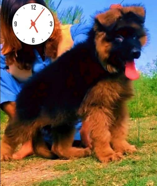 German Shepherd dog triple code black mass male age 3 month for sale 1