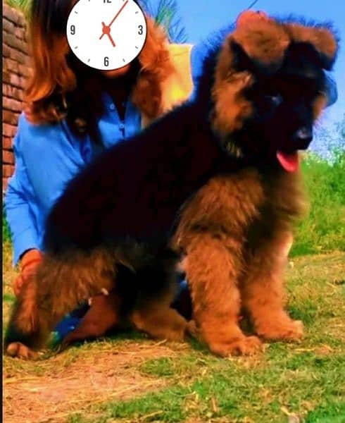 German Shepherd dog triple code black mass male age 3 month for sale 2